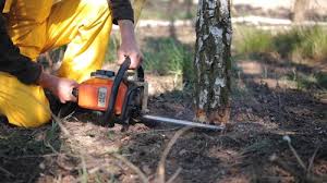 How Our Tree Care Process Works  in  Taylor, AZ